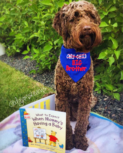 good day labradoodles